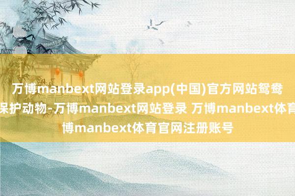 万博manbext网站登录app(中国)官方网站鸳鸯依然国度二级保护动物-万博manbext网站登录 万博manbext体育官网注册账号